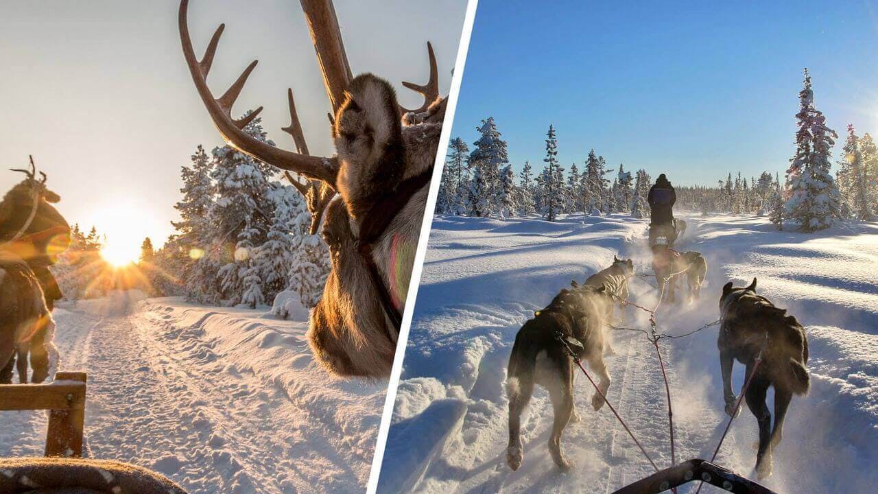 Arctic Animals Combo Safari - Husky & Reindeers