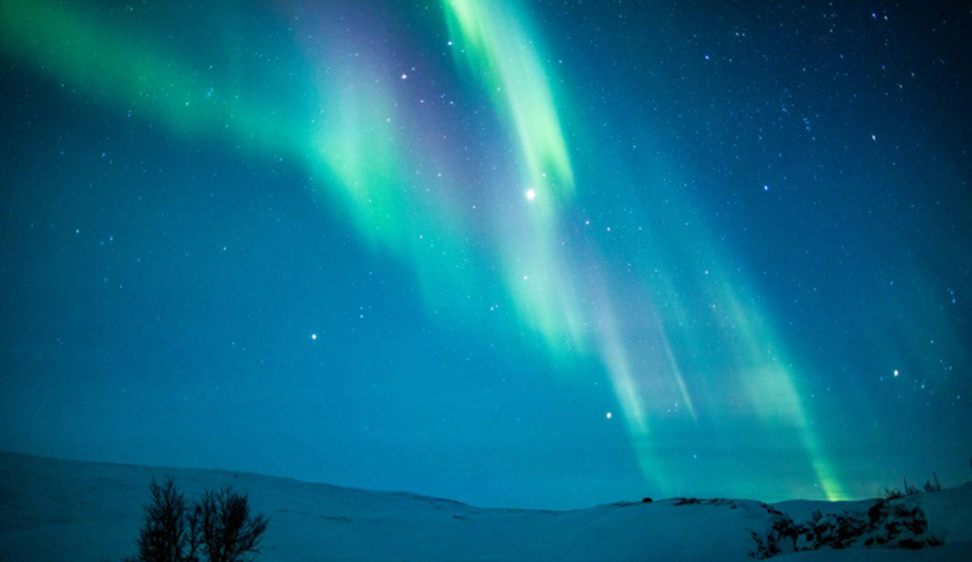 New Year Holiday: Northern Lights & Wildlife in Lapland