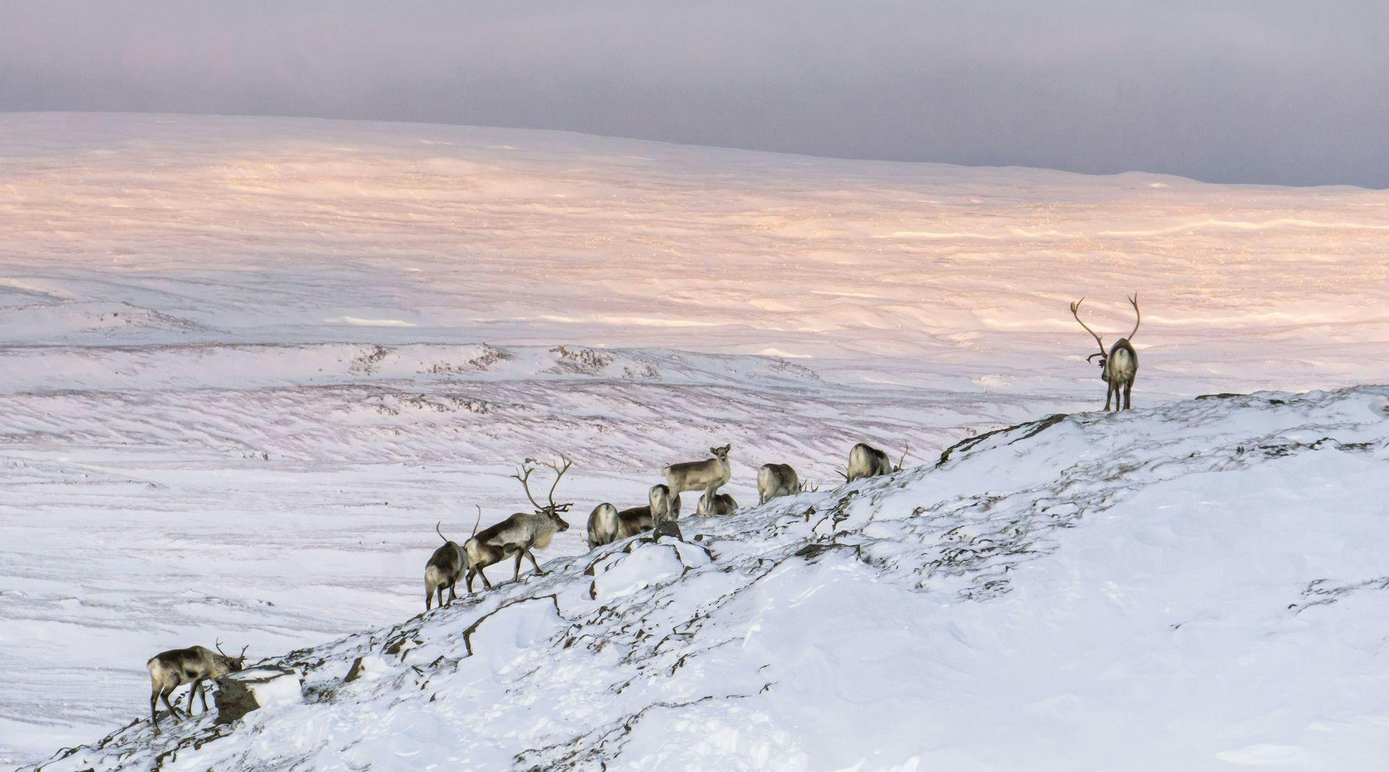 Wild Reindeer Experience in Iceland