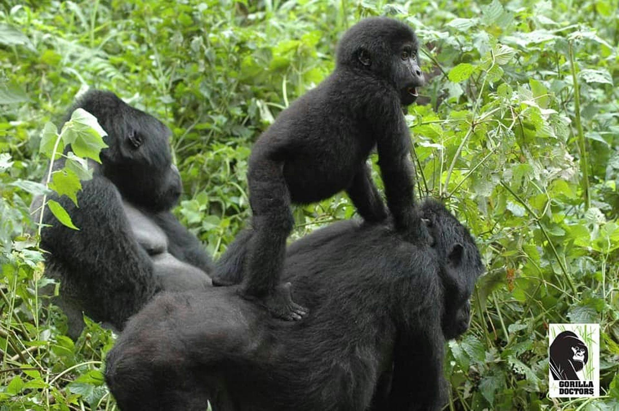 Gorilla Safari Adventure in Rwanda