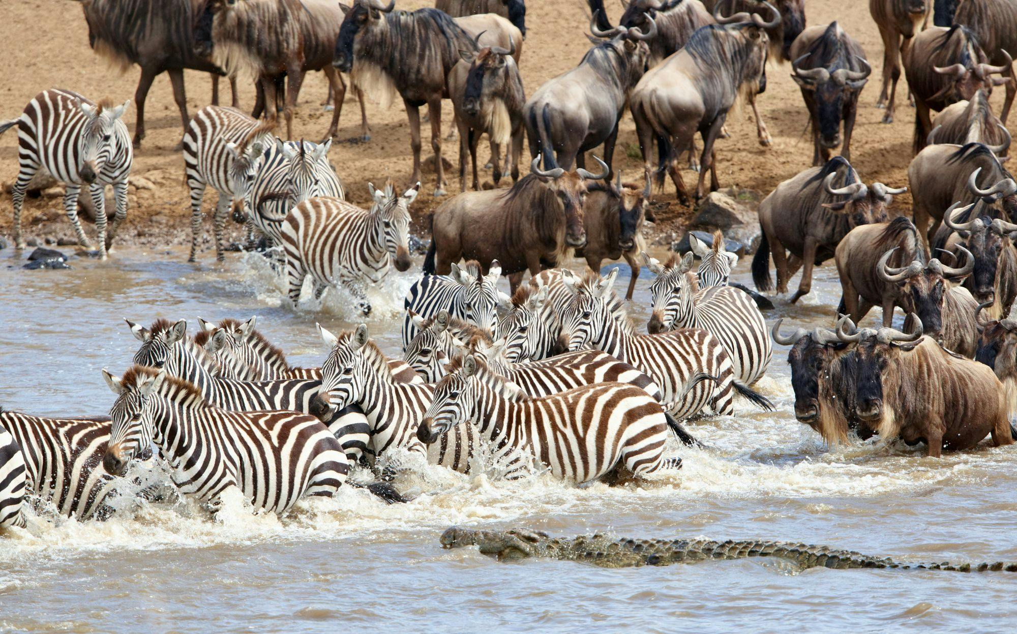 Essential Tanzania Safari: Serengeti, Ngorongoro and more in 4 Days