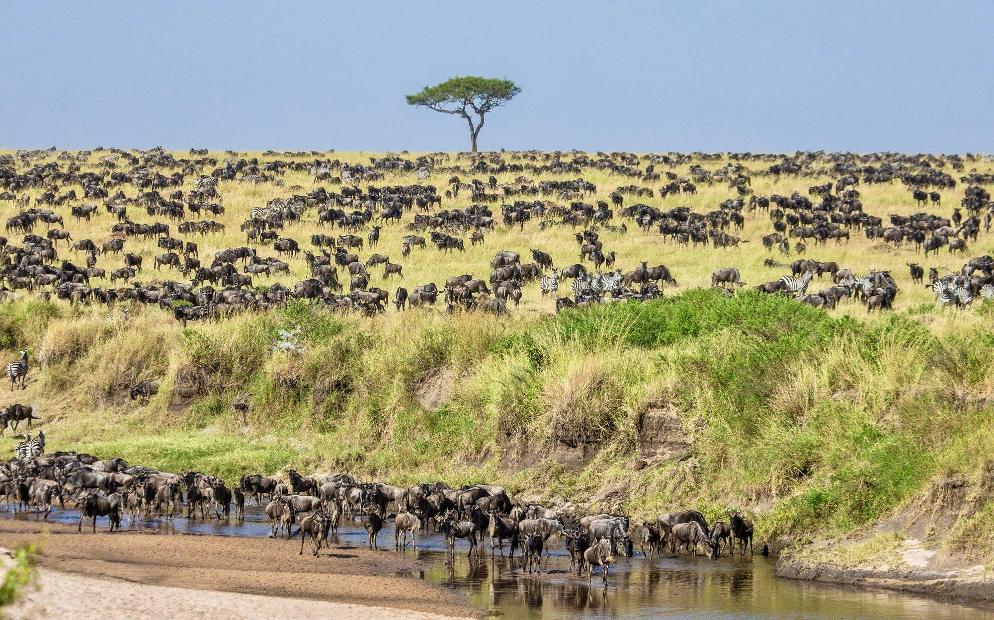 Photo of The Journey of the Wildebeests in Serengeti National Park