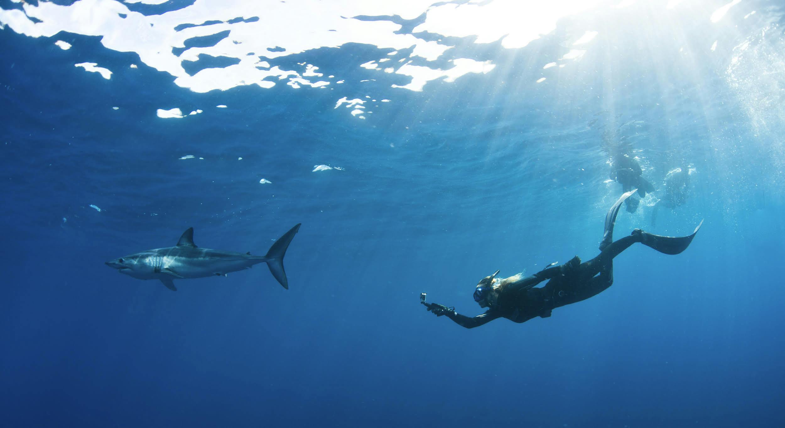 An Extended Swim with the Marine Life of Cabo