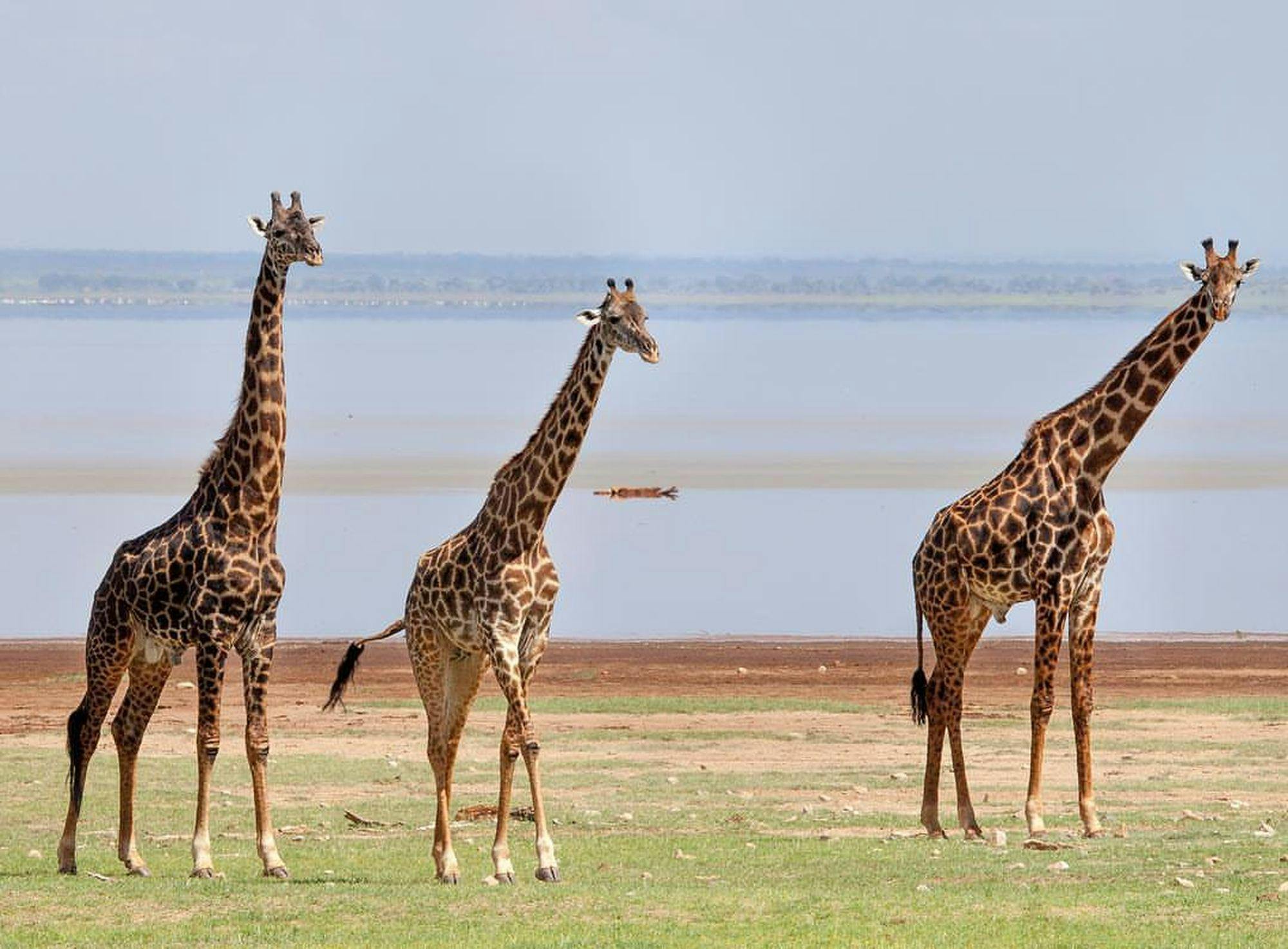 Safari in Serengeti and Ngorongoro Crater
