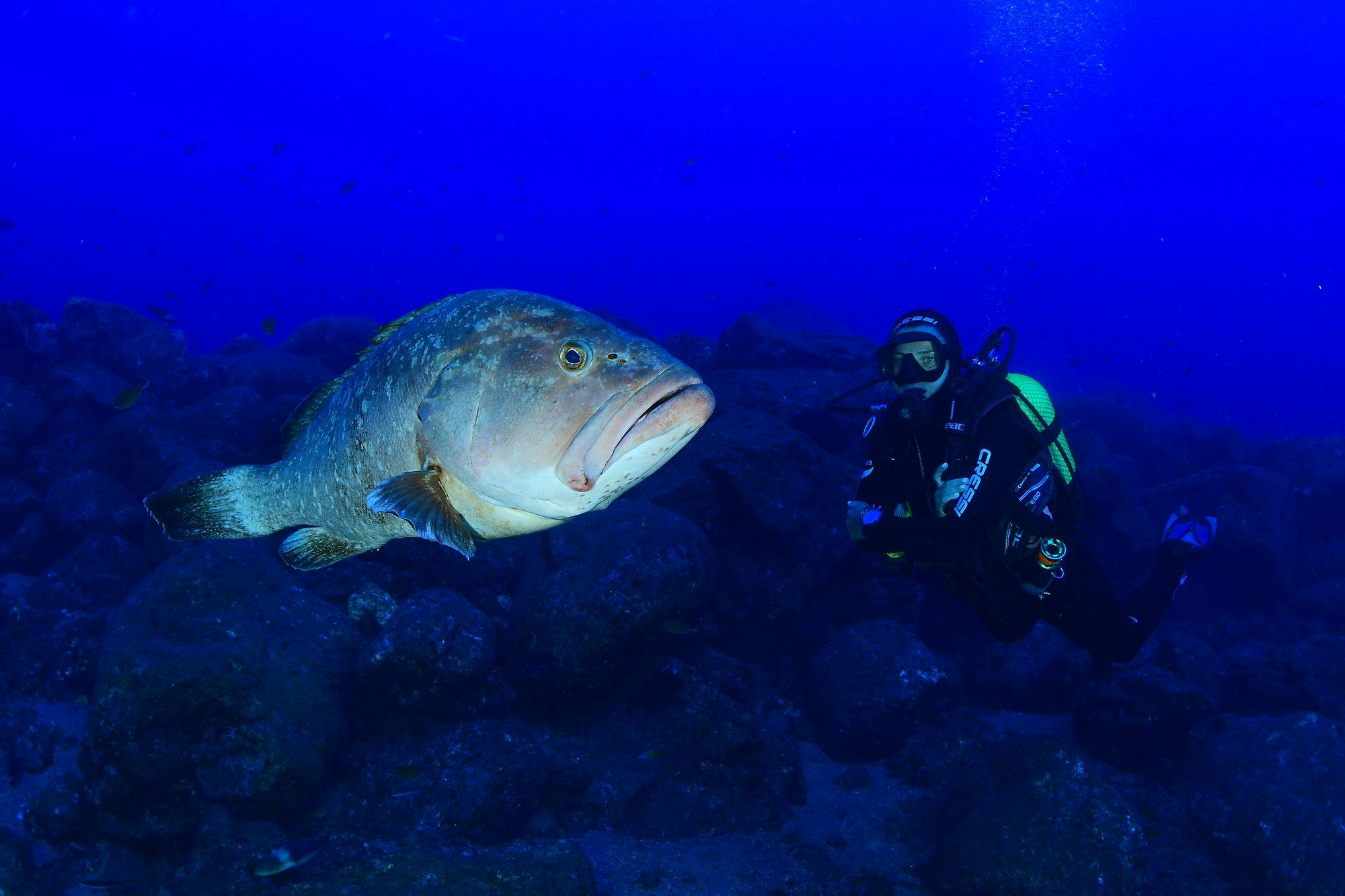 Scuba Diving in Formigas & Dollabarat Reef in São Miguel