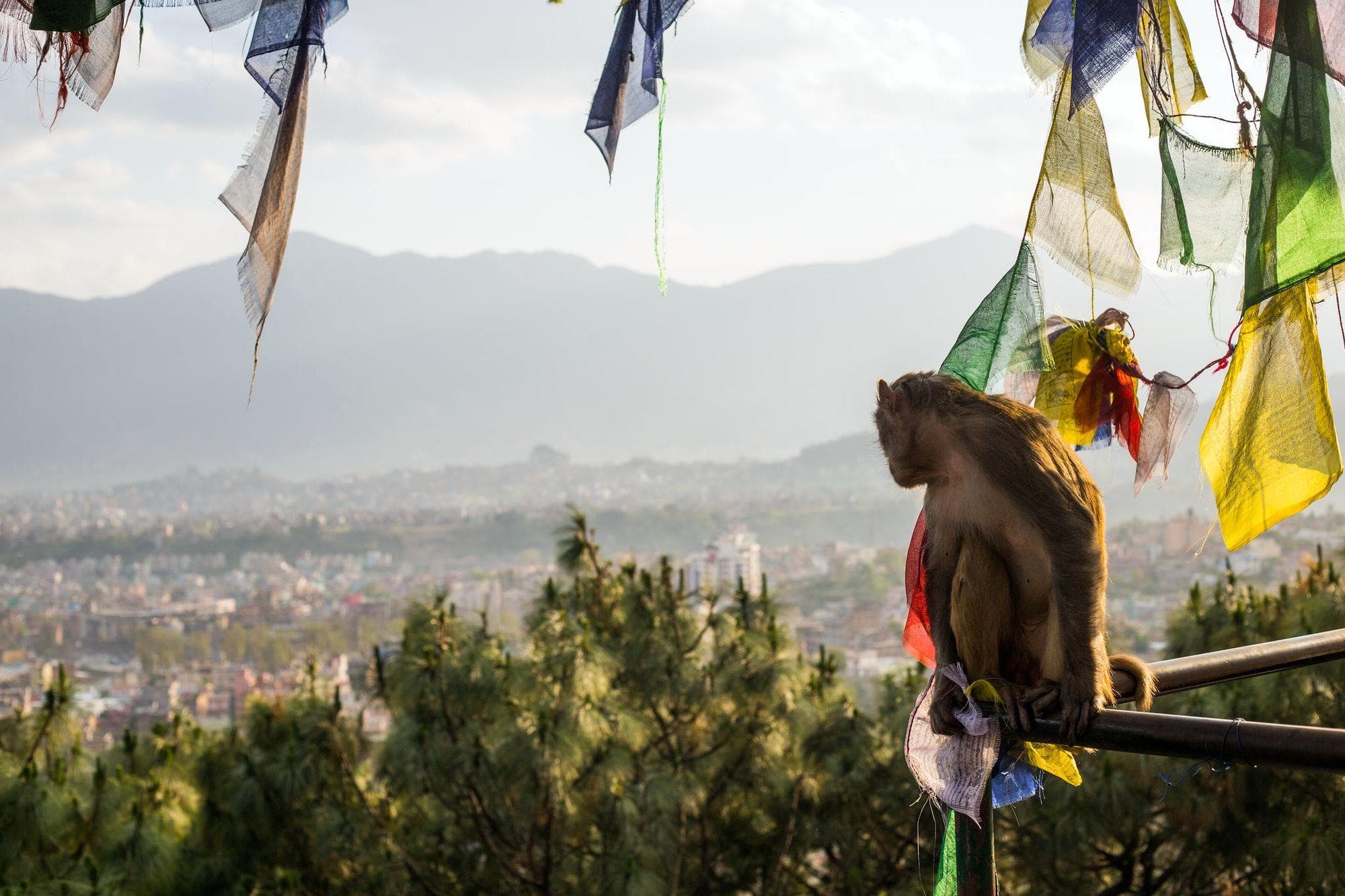 Safari in Bardiya National Park