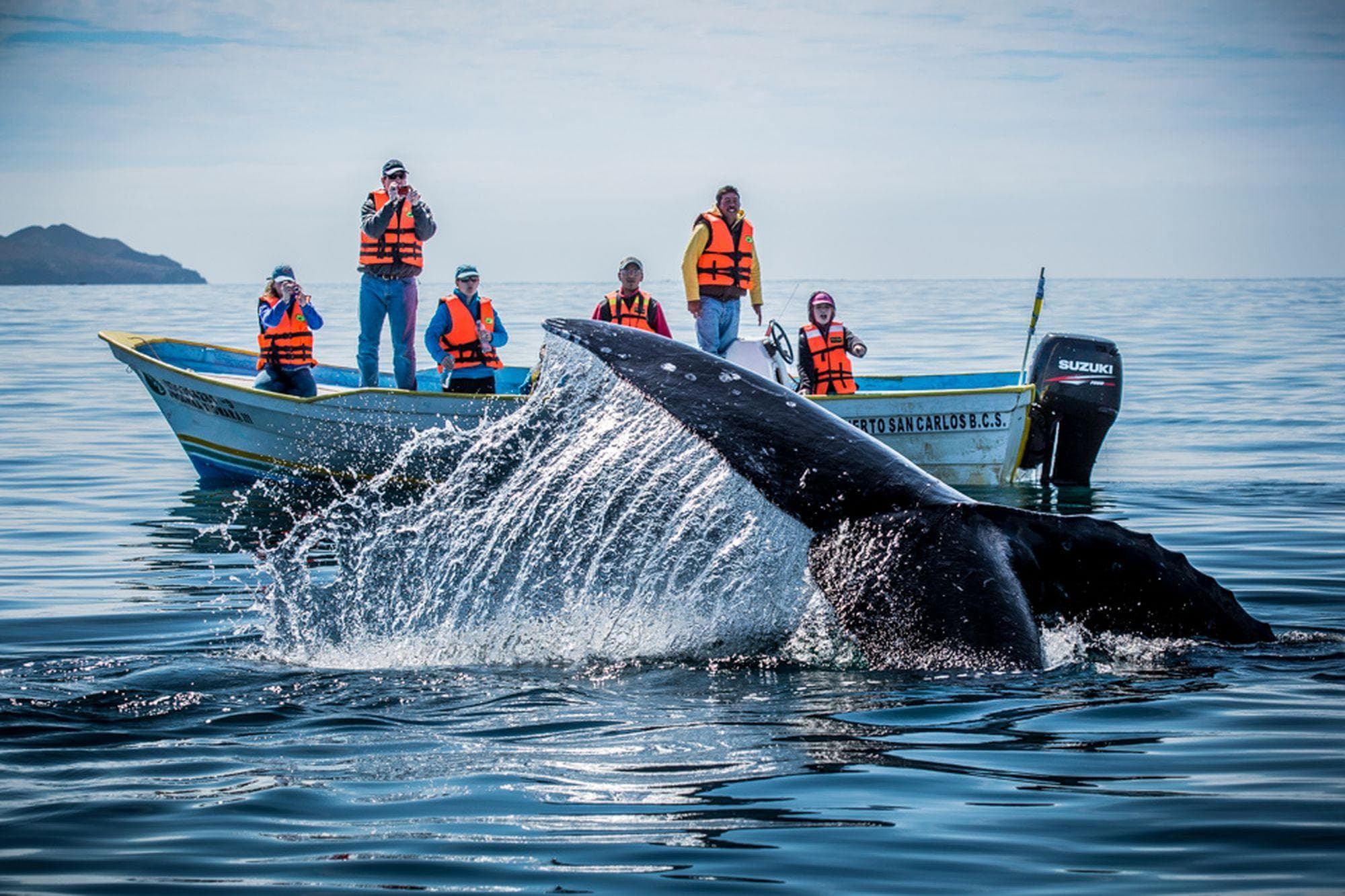 Best of Baja California and Whale Watching at Magdalena Bay