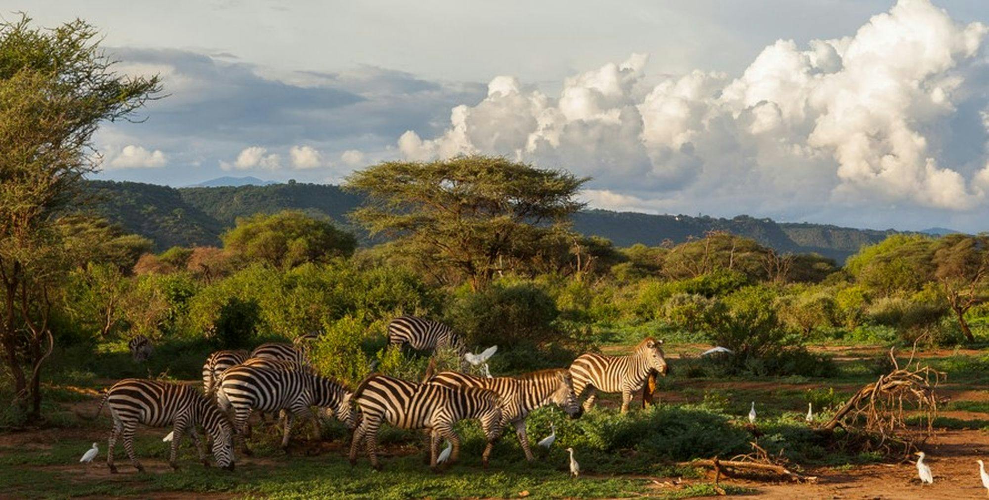 9-Day Classic Tanzania Africa Safari