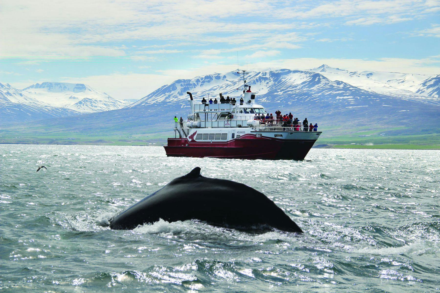 Classic Whale Watching Adventure in Akureyri